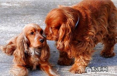 美国可卡和英国可卡犬的差别是啥?