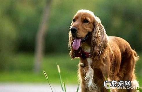 美国可卡和英国可卡犬的差别是啥?