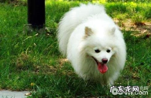 日本狐狸犬详细介绍,日本狐狸犬购买方法