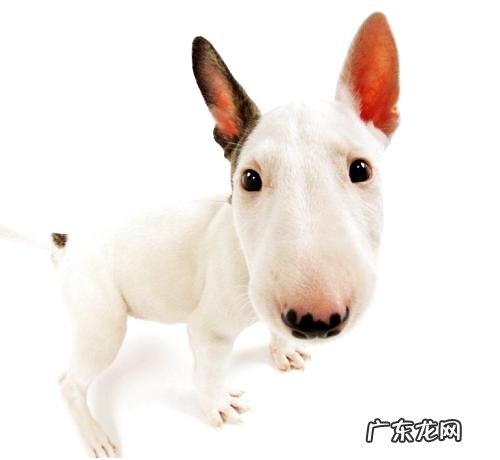 牛头梗性情如何？牛头梗打架强大吗？