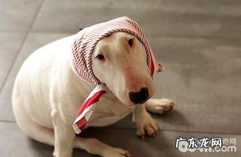 牛头梗性情如何？牛头梗打架强大吗？