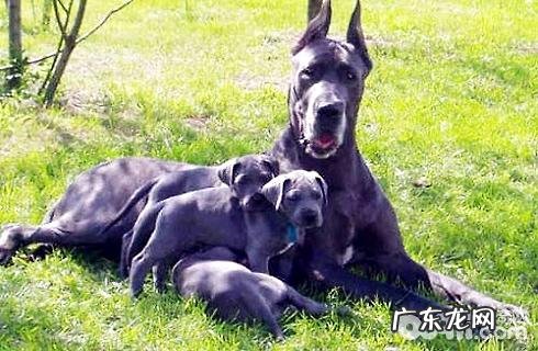 大丹犬凶吗?大丹犬性情如何?