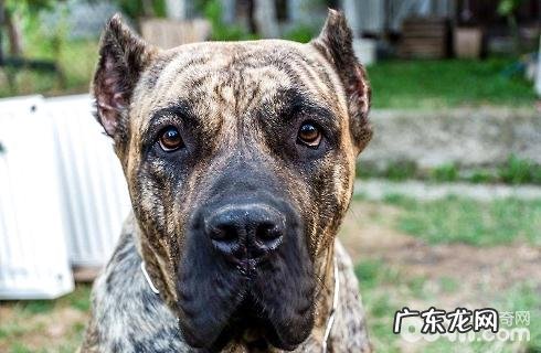 加纳利犬的缺陷你可以接纳吗?