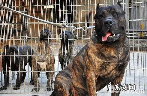 加纳利犬的缺陷你可以接纳吗?