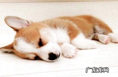 柯基幼犬如何选择?如何看成色?