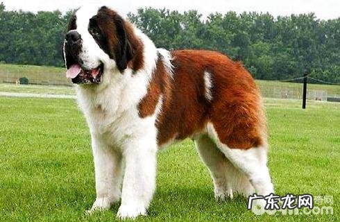 伯恩山犬与圣伯纳相貌一样吗?如何判断?