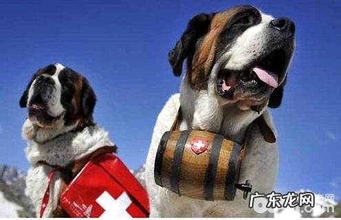 伯恩山犬与圣伯纳相貌一样吗?如何判断?