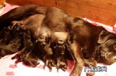 小狗的乳房掉色了，什么原因？