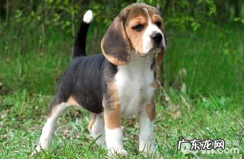 米格鲁犬如何?米格鲁犬优点和缺点