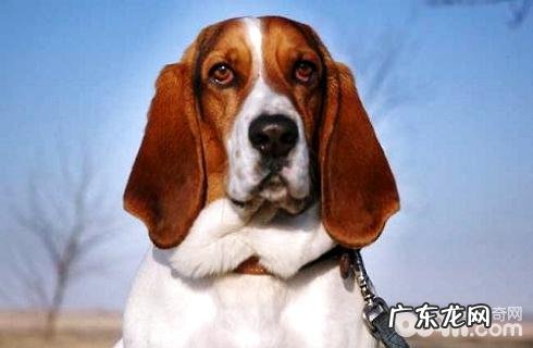 巴吉度犬多少钱一只?巴吉度价钱