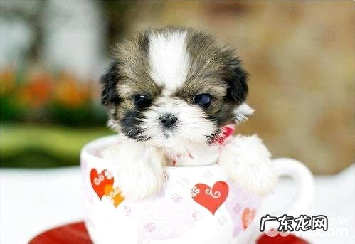茶杯犬能長多少?茶杯犬长得慢吗?