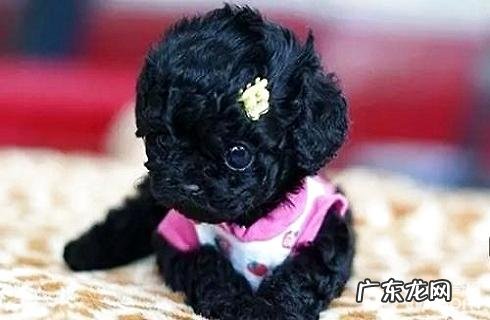 茶杯犬能長多少?茶杯犬长得慢吗?