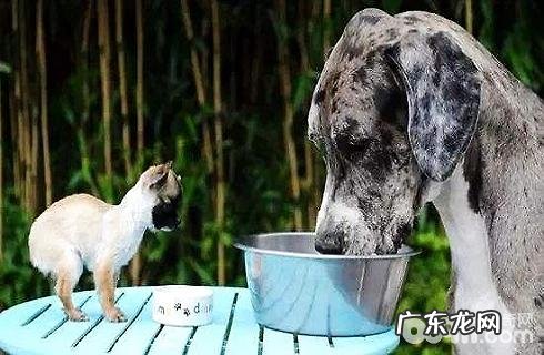 冷门知识:大型狗和小型狗使用寿命哪一个长?