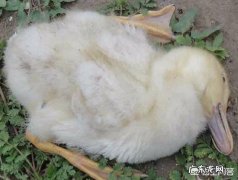 一斤的小鹅下雨天老病死是什么原因？