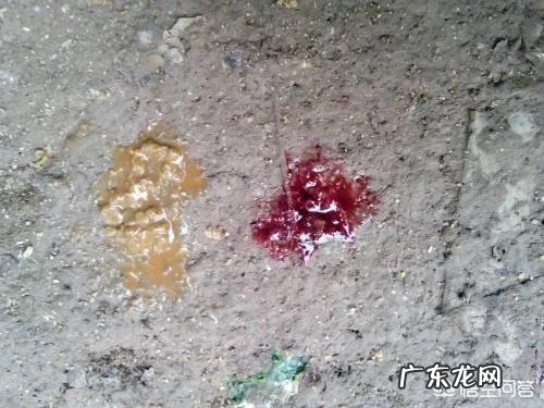 一斤的小鹅下雨天老病死是什么原因？