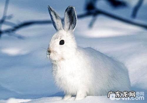 宠物兔吃啥?宠物兔饲养