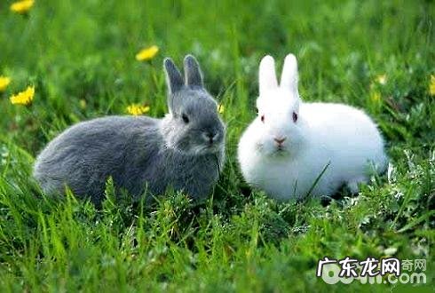 宠物兔吃啥?宠物兔饲养