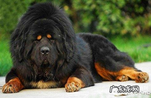 藏獒发情期怎么交配?繁殖時间?