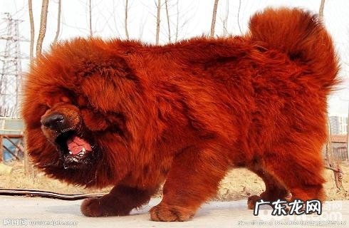 藏獒发情期怎么交配?繁殖時间?