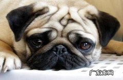 巴哥犬和斗牛犬的差别？