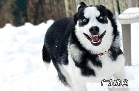 养金毛不可以做的事,是不是你都干了?