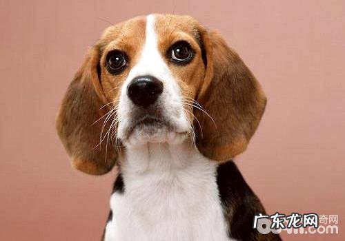 比熊犬吃啥？比熊犬的饮食搭配