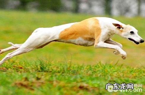 惠比特犬怎么养？惠比特犬好养吗？