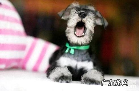 怎么养好雪纳瑞?要留意什么?