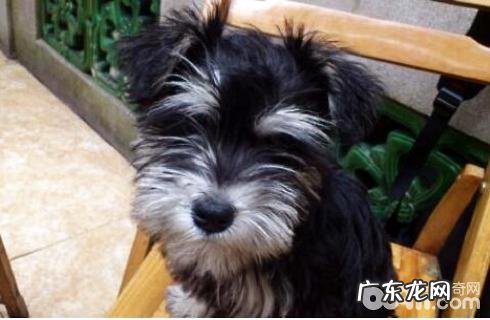 怎么养好雪纳瑞?要留意什么?