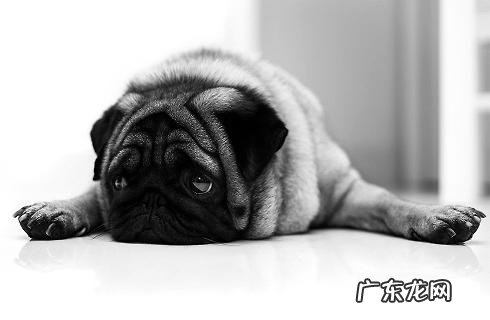 小巴哥犬要怎么饲养?