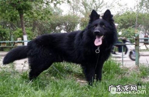 黑熊犬多少钱一只?黑熊犬价钱