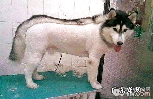 夏天热了把狗毛剃掉对不对?