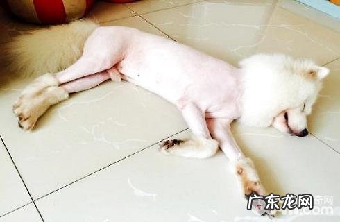 夏天热了把狗毛剃掉对不对?