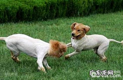 狗修毛以后会不高兴吗？狗修毛后不高兴该怎么办？