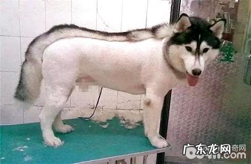 狗修毛以后会不高兴吗？狗修毛后不高兴该怎么办？