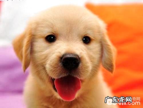 金毛幼犬如何饲养?金毛幼犬的喂养