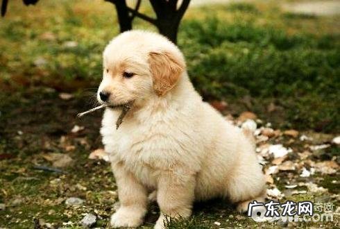金毛幼犬如何饲养?金毛幼犬的喂养
