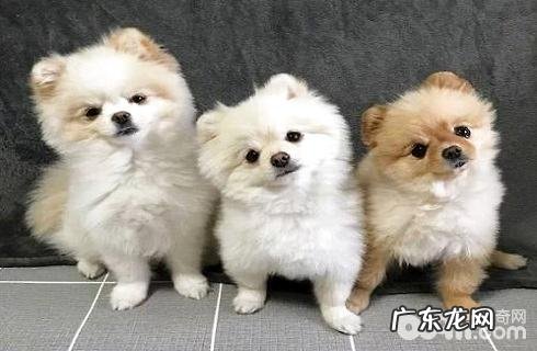 俊介狗狗多少钱一只?俊介犬价钱