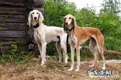 萨路基猎犬价格是多少?萨路基猎犬怎么养?
