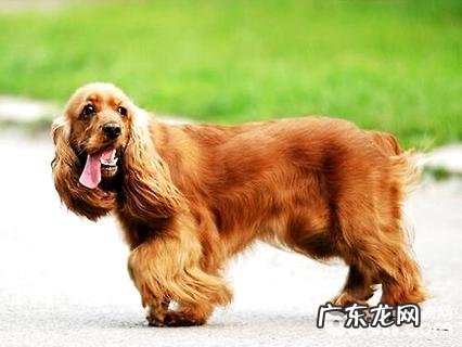 英国可卡犬多少钱一只?英国可卡犬和美国可卡犬比照