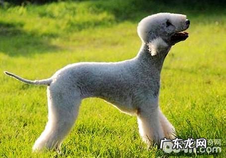 贝灵顿梗为何限养？贝灵顿梗限养的缘故有什么？