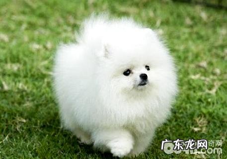 博美掉毛该怎么办？博美吃什么对毛好？