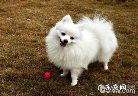 博美掉毛该怎么办？博美吃什么对毛好？