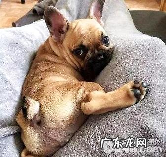 肛门腺如何挤?狗狗肛门腺多长时间清除一次?