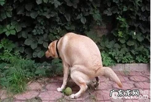 为何小狗排便前应转圈圈?小狗排便前转圈圈的缘故有什么?