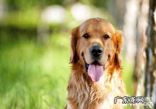 赛级金毛多少钱一只?赛级金毛特点