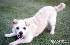 你干了哪些，小狗会难过？