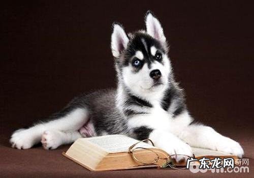 买哈士奇要多少钱一只?哈士奇价格汇总