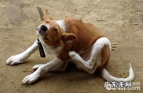 小狗的身上有硬蜱,狗狗蜱虫会到人的身上吗?