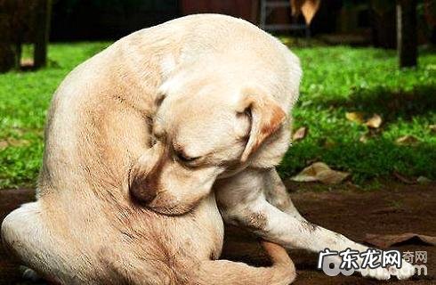 小狗的身上有硬蜱,狗狗蜱虫会到人的身上吗?